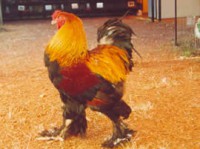 /album/fotos/brahma-perdiz-jpg/